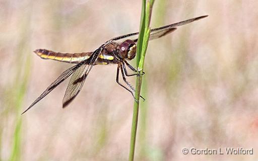 Dragonfly_27036.jpg - Photographed near Perth, Ontario, Canada.